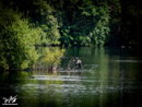 Cormorant – Kormoran